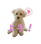 わーーーんこ（個別スタンプ：19）