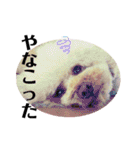 わーーーんこ（個別スタンプ：25）