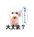 わーーーんこ（個別スタンプ：29）