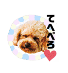 わーーーんこ（個別スタンプ：31）