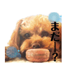 わーーーんこ（個別スタンプ：33）