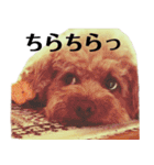 わーーーんこ（個別スタンプ：35）