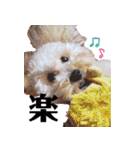 わーーーんこ（個別スタンプ：40）
