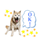 柴犬まいにちスタンプ（個別スタンプ：1）