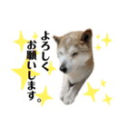 柴犬まいにちスタンプ（個別スタンプ：2）