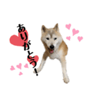 柴犬まいにちスタンプ（個別スタンプ：3）