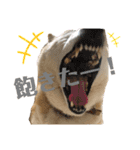 柴犬まいにちスタンプ（個別スタンプ：8）