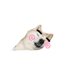 柴犬まいにちスタンプ（個別スタンプ：9）