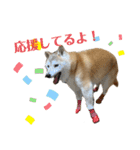 柴犬まいにちスタンプ（個別スタンプ：12）