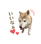 柴犬まいにちスタンプ（個別スタンプ：13）
