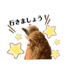 柴犬まいにちスタンプ（個別スタンプ：14）