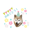 柴犬まいにちスタンプ（個別スタンプ：15）