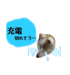 柴犬まいにちスタンプ（個別スタンプ：16）
