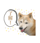 柴犬まいにちスタンプ（個別スタンプ：17）