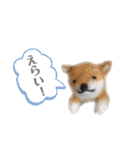 柴犬まいにちスタンプ（個別スタンプ：18）