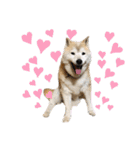 柴犬まいにちスタンプ（個別スタンプ：19）