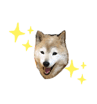 柴犬まいにちスタンプ（個別スタンプ：20）