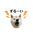 柴犬まいにちスタンプ（個別スタンプ：23）