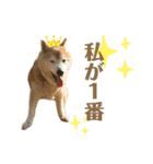 柴犬まいにちスタンプ（個別スタンプ：24）
