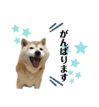 柴犬まいにちスタンプ（個別スタンプ：25）