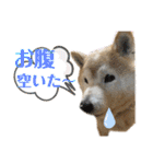 柴犬まいにちスタンプ（個別スタンプ：26）