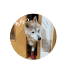 柴犬まいにちスタンプ（個別スタンプ：29）