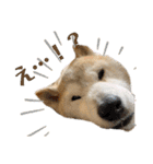 柴犬まいにちスタンプ（個別スタンプ：30）