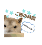 柴犬まいにちスタンプ（個別スタンプ：34）