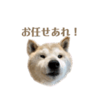柴犬まいにちスタンプ（個別スタンプ：35）