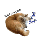 柴犬まいにちスタンプ（個別スタンプ：36）