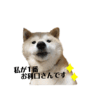 柴犬まいにちスタンプ（個別スタンプ：37）