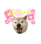 柴犬まいにちスタンプ（個別スタンプ：38）