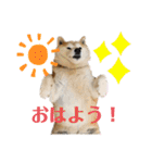 柴犬まいにちスタンプ（個別スタンプ：39）