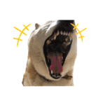 柴犬まいにちスタンプ（個別スタンプ：40）