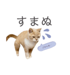 ゆるりんおまめ（個別スタンプ：8）
