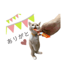 ゆるりんおまめ（個別スタンプ：10）