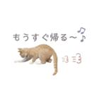 ゆるりんおまめ（個別スタンプ：17）