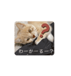 ゆるりんおまめ（個別スタンプ：19）