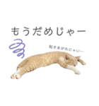 ゆるりんおまめ（個別スタンプ：20）