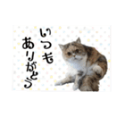 はにゃぺちゃニャンズの ご機嫌スタンプ♡（個別スタンプ：21）