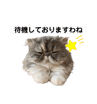 はにゃぺちゃニャンズの ご機嫌スタンプ♡（個別スタンプ：22）