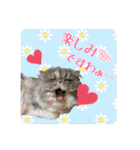 はにゃぺちゃニャンズの ご機嫌スタンプ♡（個別スタンプ：23）