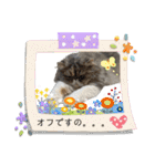 はにゃぺちゃニャンズの ご機嫌スタンプ♡（個別スタンプ：30）