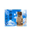 はにゃぺちゃニャンズの ご機嫌スタンプ♡（個別スタンプ：31）