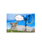 はにゃぺちゃニャンズの ご機嫌スタンプ♡（個別スタンプ：32）