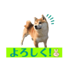 豆しば モモのスタンプ（個別スタンプ：7）