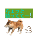 豆しば モモのスタンプ（個別スタンプ：12）
