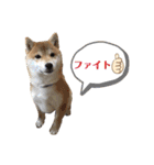 豆しば モモのスタンプ（個別スタンプ：13）