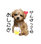 愛犬ホップちゃんのスタンプ（個別スタンプ：1）