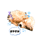 愛犬ホップちゃんのスタンプ（個別スタンプ：2）